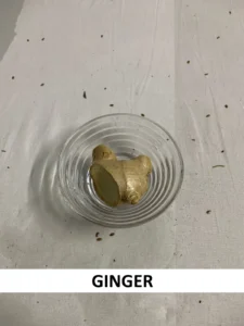 Ginger